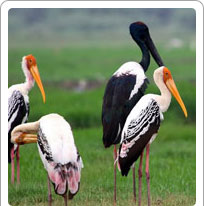 Bharatpur National Park