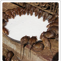 Deshnok Temple Bikaner