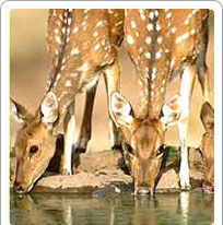 Gajner Wildlife Sanctuary Bikaner
