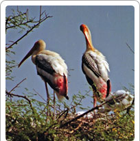 Keoladeo Ghana National Park, Bharatpur