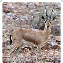 Kumbhalgarh Wildlife Sanctuary, Udaipur