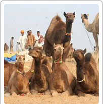 Pushkar Camel Fair Rajasthan, pushkar Travel Guide
