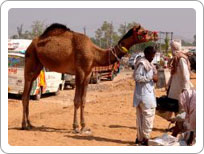 Pushkar Fairs and festival of Rajasthan