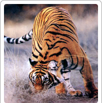 Sariska National Park, Alwar